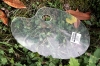 Palette plexi 35x23x0.3