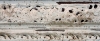 Blanc antique us� baroque 88X57 mm