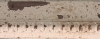 Cocotte, blanc antique brul� mouchet� nez perles 59X37 mm